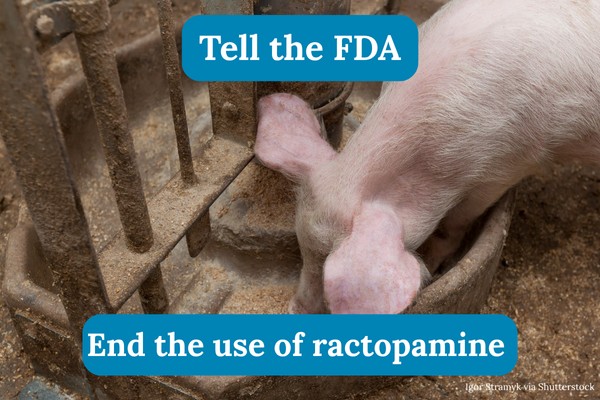 Tell the FDA to end the use of ractopamine