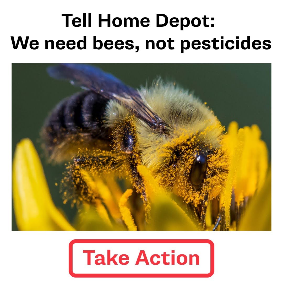 Tell Home Depot: We need bees, not pesticides. Take Action