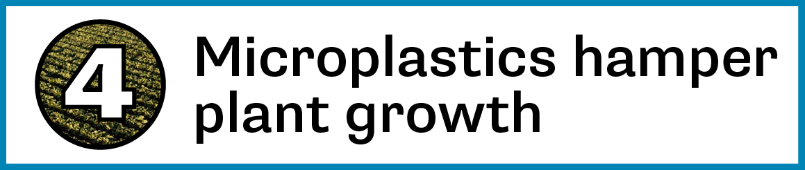4. Microplastics hamper plant growth