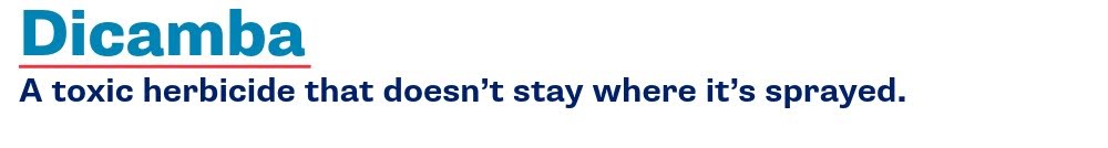 Dicamba, a toxic herbicide that doesn't stay where it's sprayed